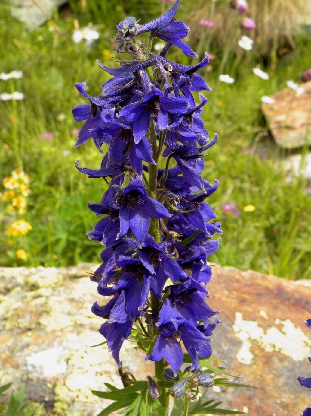 Delphinium elatum / Speronella elevata